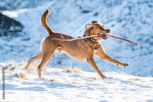 portrait of a beautiful brown labrador retriever in snow