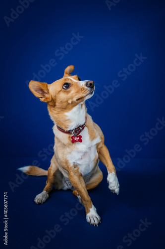 Funny dog against blue background 