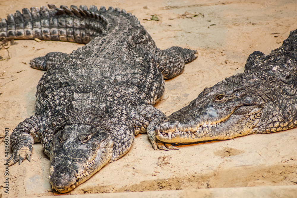 Fototapeta premium crocodile on the river bank take a rest after hunting