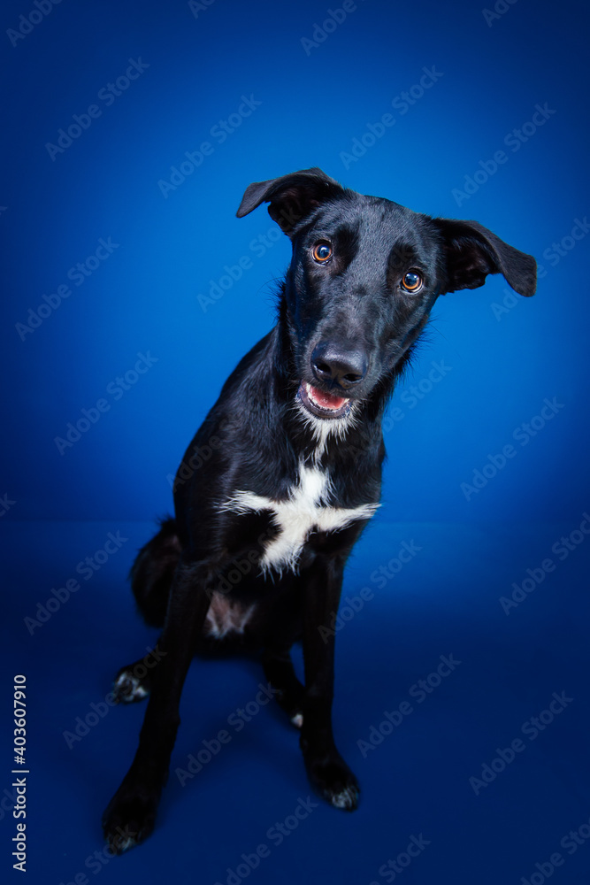 Funny black dog doing tricks against blue background. Funny black dog doing tricks against blue background.