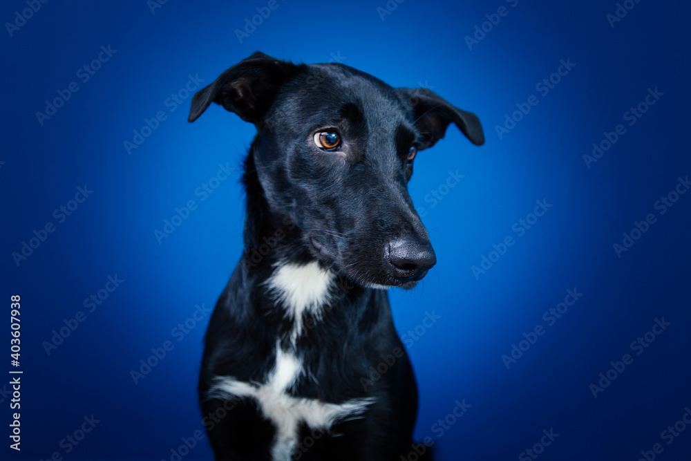 Funny black dog doing tricks  against blue background. 