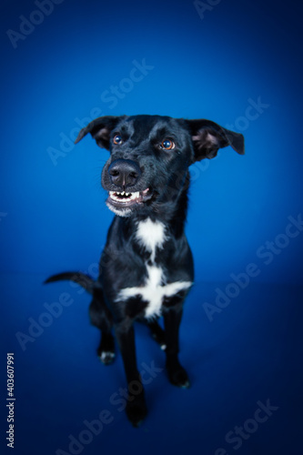 Funny black dog doing tricks  against blue background. 