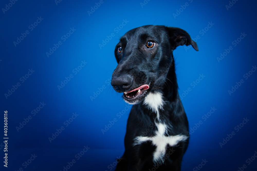 Funny black dog doing tricks  against blue background. 