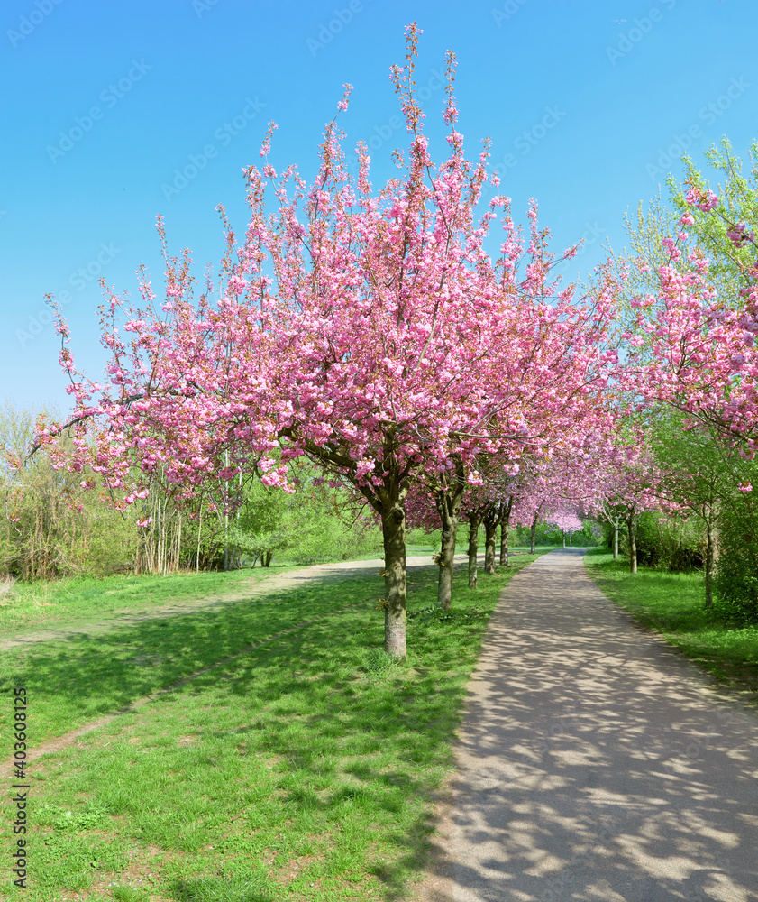 Alley of blossoming cherry trees called Mauer Weg, Wall Path in English, alongside former Wall in Berlin, Germany.
