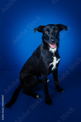 Funny black dog doing tricks against blue background. 