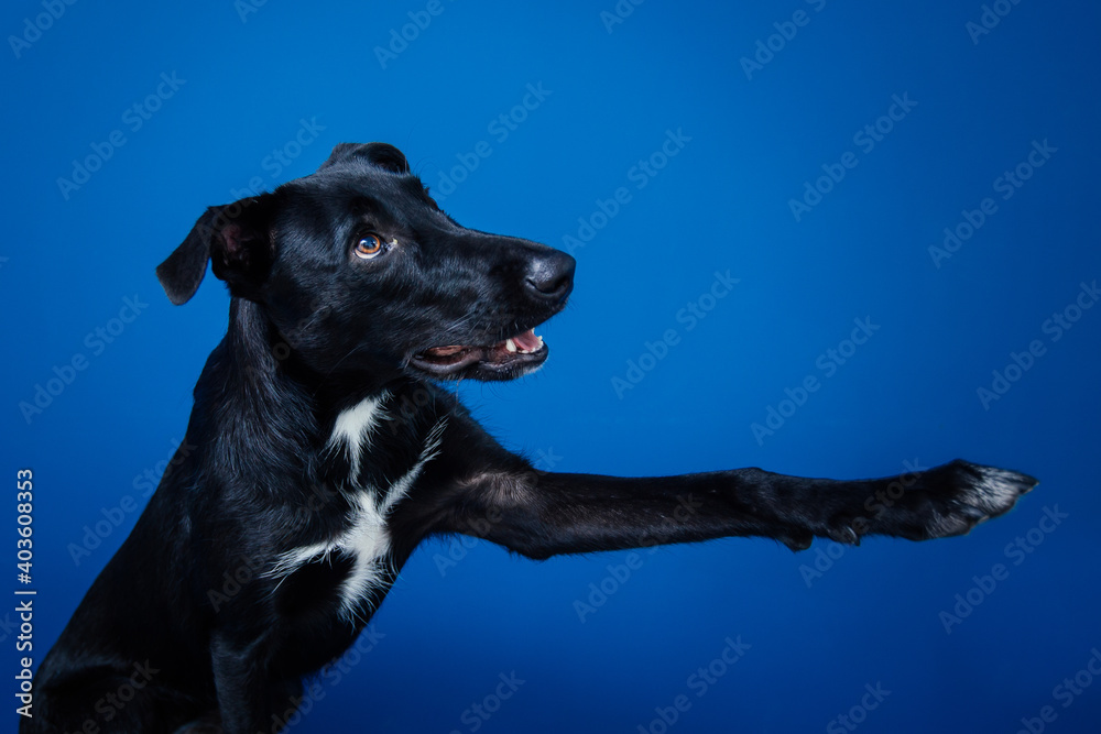 Funny black dog doing tricks against blue background. Funny black dog doing tricks against blue background.