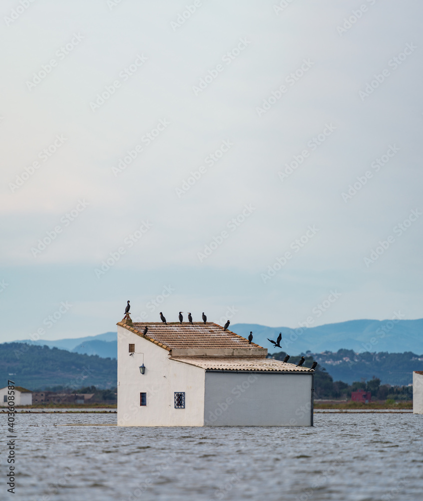 Flooded house with cormorants over the roof
