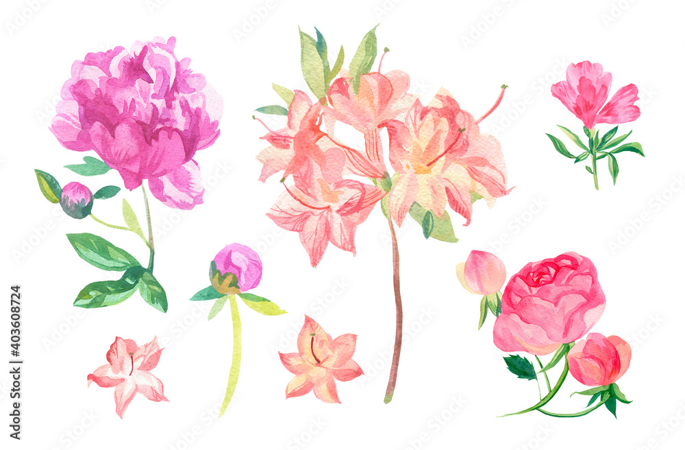 Watercolor set of pink flowers on white isolated background.Collection of peonies,clarkia,rose,rhododendron with leaves flower hand painted.Clip art with botanical illustrations.Designs for cards.