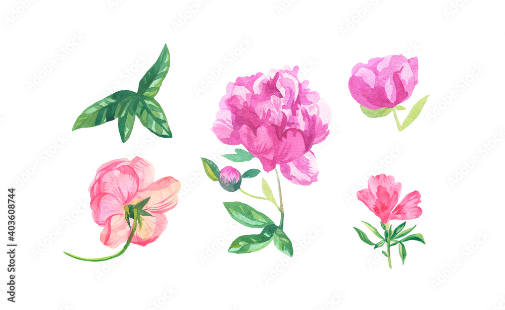 Watercolor set of pink flowers on white isolated background.Collection of peonies,clarkia,rose with leaves flower hand painted.Clip art with botanical illustrations.Designs for cards,posters.