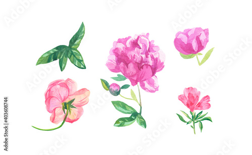Watercolor set of pink flowers on white isolated background.Collection of peonies clarkia rose with leaves flower hand painted.Clip art with botanical illustrations.Designs for cards posters.