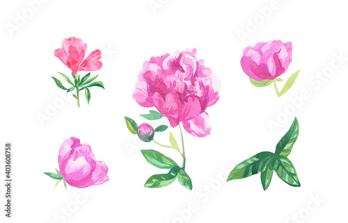 Watercolor set of pink flowers on white isolated background.Collection of peonies,clarkia with leaves flower hand painted.Clip art with botanical illustrations.Designs for cards,packaging,web,posters,
