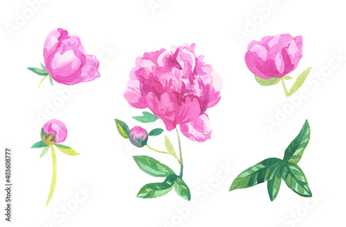 Fototapeta Naklejka Na Ścianę i Meble -  Watercolor set of pink flowers on white isolated background.Collection of peonies with leaves flower hand painted.Clip art with botanical illustrations.Designs for cards,social media,posters.