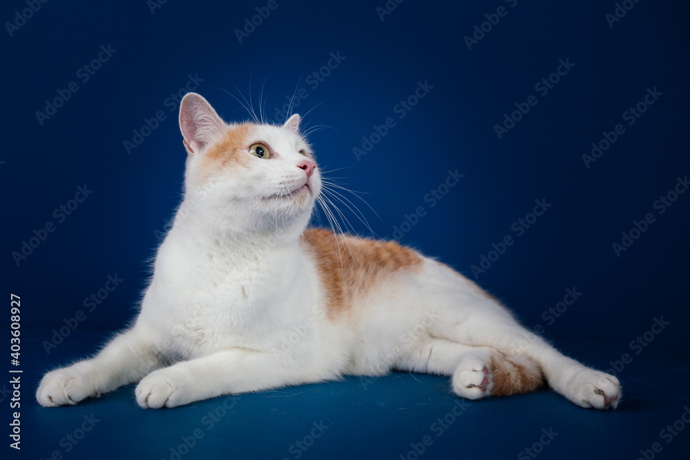 White and orange  mix0breed cat against blue background. 
