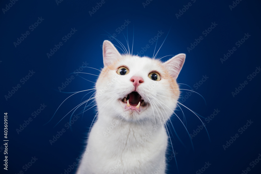 White and orange  mix0breed cat against blue background. 