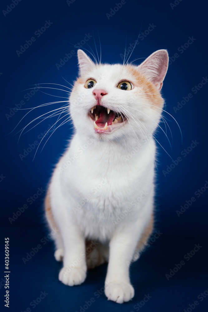 White and orange  mix0breed cat against blue background. 