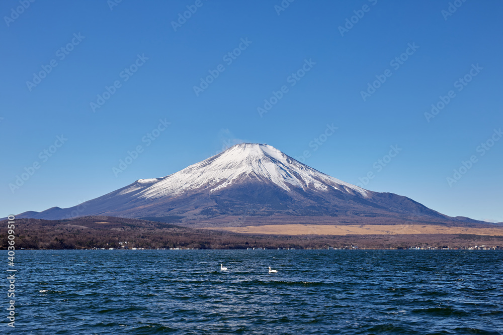 冬（12月）の朝、冠雪した富士山と山中湖の白鳥 山梨県山中湖村
