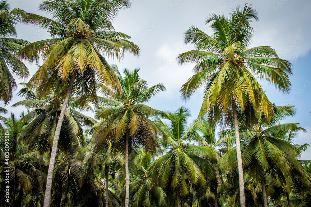 View of coconut tree plantation in Pollachi, Tamil Nadu, India