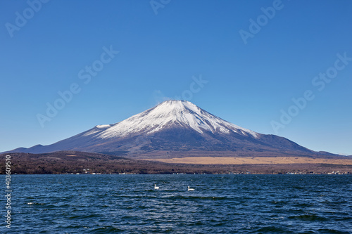 冬（12月）の朝、冠雪した富士山と山中湖の白鳥 山梨県山中湖村