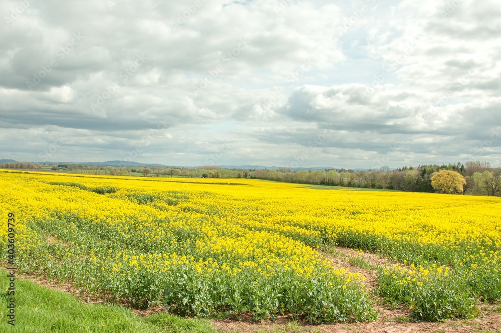 Springtime Canola crops in the British countryside.