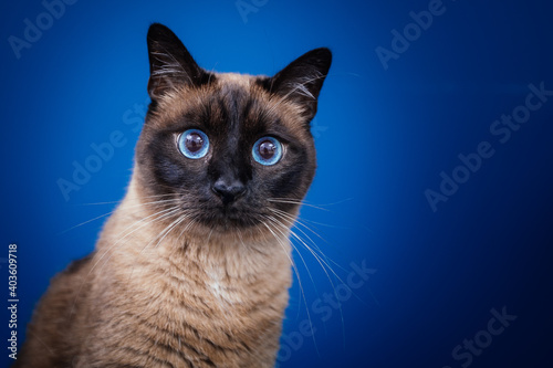 Beautiful cat with amazing blue eyes posing for the camera.  © belyaaa
