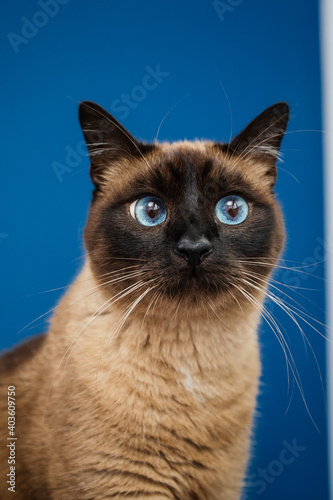 Beautiful cat with amazing blue eyes posing for the camera.  © belyaaa