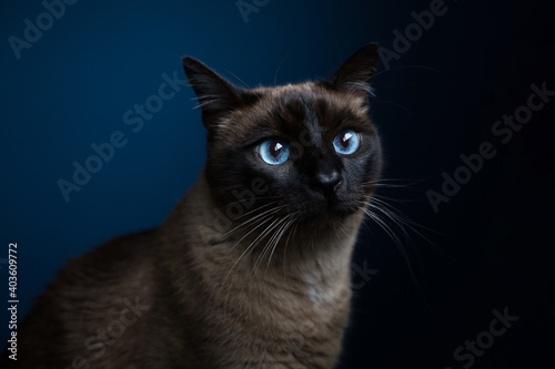 Beautiful cat with amazing blue eyes posing for the camera. 