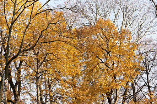 Trees with yellow leaves on the background of the autumn sky