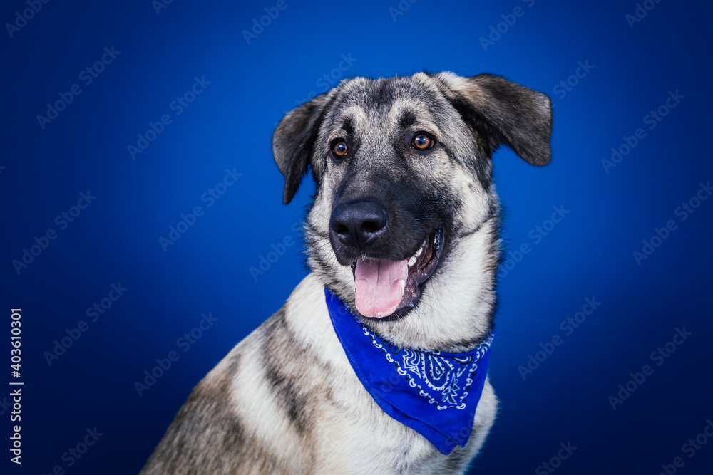 Funny dog against blue background Funny dog against blue background