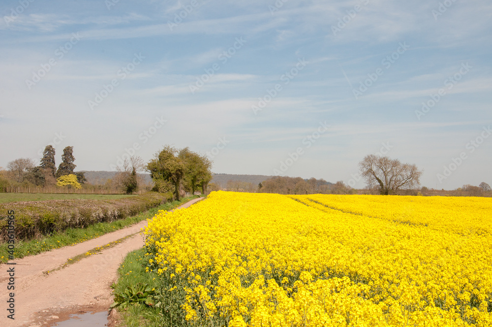 Springtime Canola crops in the British countryside.