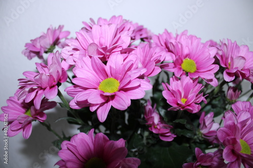 lovely bunch of pink flowers