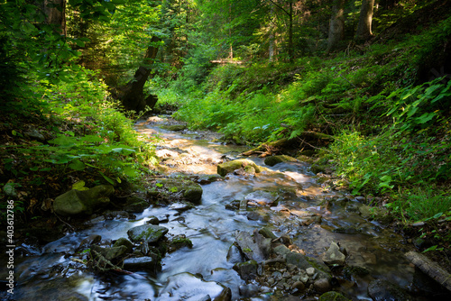 stream in the forest 3
