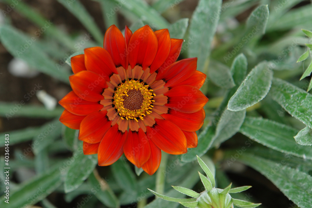 A close up of orange Gazania rigens flower of the 'Frosty Kiss' F1 variety in the garden, top view, copy space for text. Bronze treasure flower among the silvery-green leaves A close up of orange Gazania rigens flower of the 'Frosty Kiss' F1 variety in the garden, top view, copy space for text. Bronze treasure flower among the silvery-green leaves