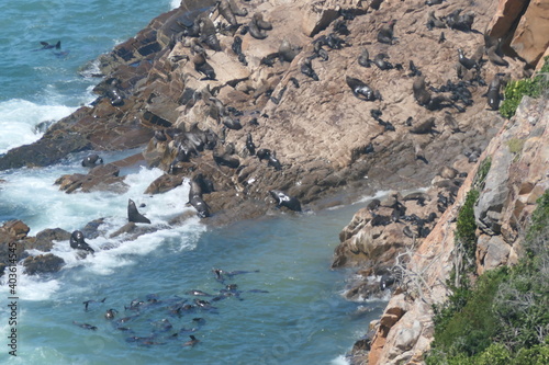 Robberg Nature Reserve mit einer Kolonie  Südafrikanischer Seebären (Arctocephalus pusillus). Bei Plettenberg Bay, Südafrika.