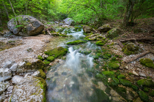 Creek in forest