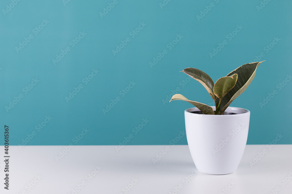 green house plant on blue background. Ornamental garden in the apartment. Green house green house plant on blue background. Ornamental garden in the apartment. Green house