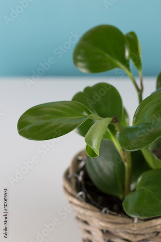 green house plant on blue background. Ornamental garden in the apartment. Green house