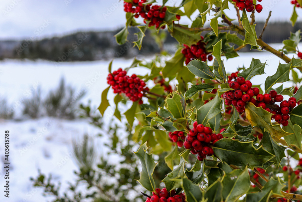 Rote Beeren der Stechpalme in einer Winterlandschaft