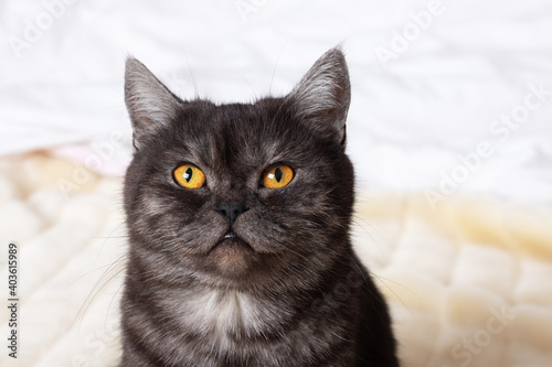 A black cat sits on a fluffy blanket. © Olga