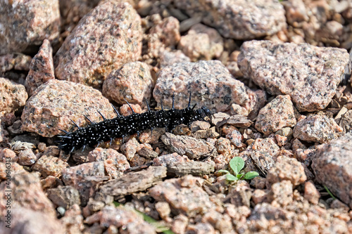 Raupen des Tagpfauenauge s ( Aglais io ).