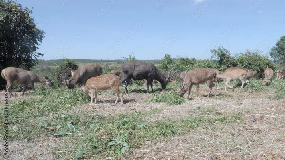 herd of deers eating grass and leaves in the field herd of deers eating grass and leaves in the field