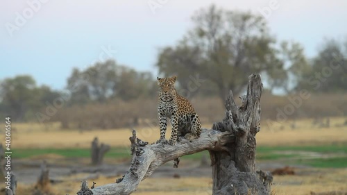 Leopardo en Africa photo