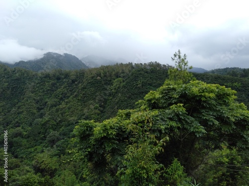 forest in the mountains