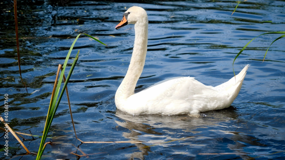 Naklejka premium Beautiful white swan swimming in lake with clear water