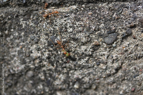 weaver ants carry green caterpillars