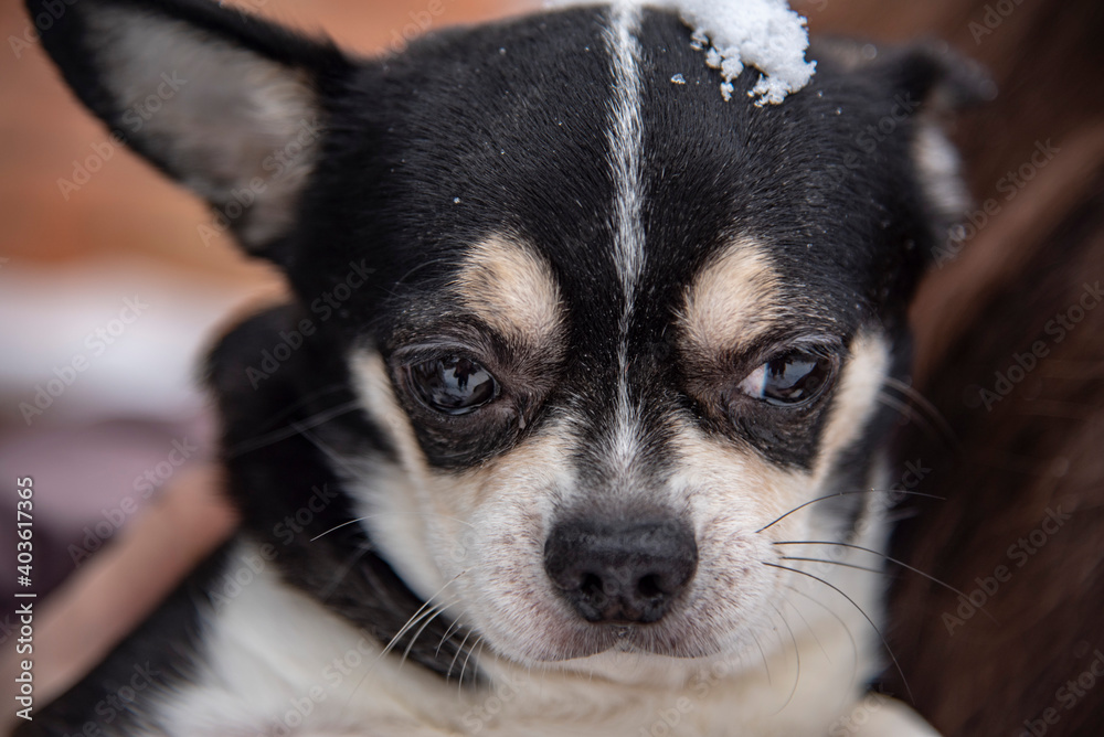 Portrait of a small black and white dog, a chihuahua, on a cloudy winter day in the hands of the owner.