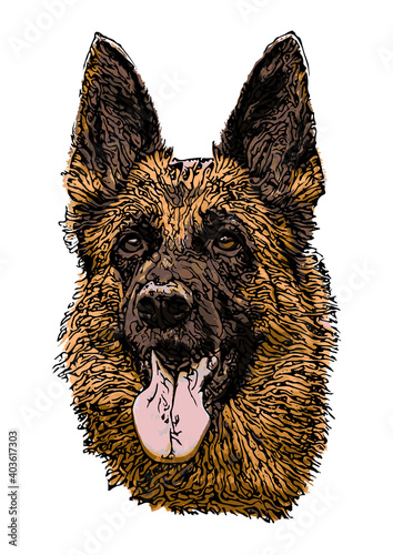 German shepherd dog