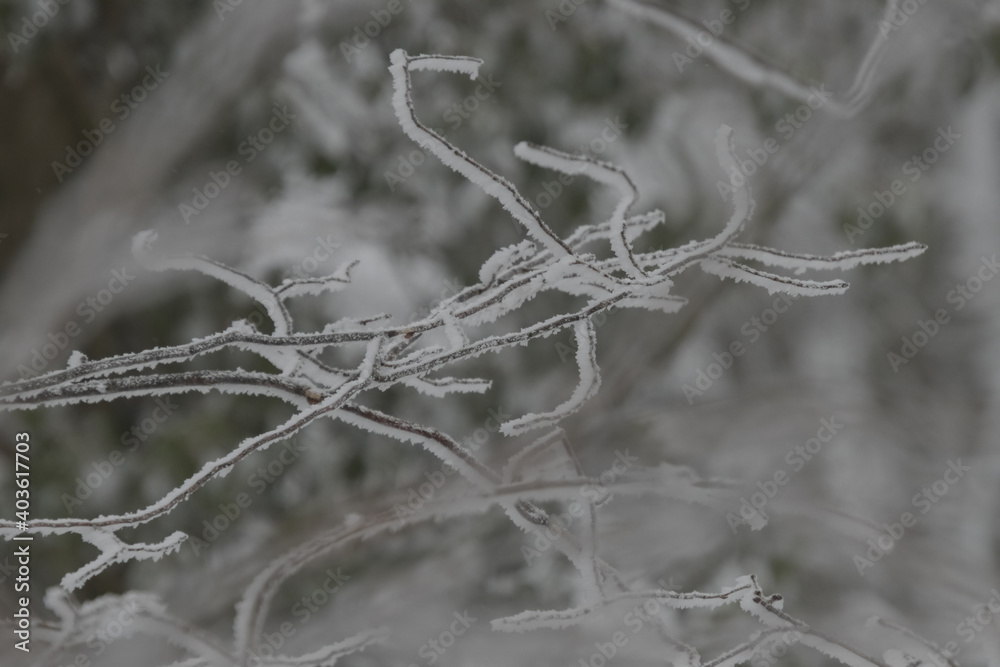 branches of trees with hoarfrost and snow branches of trees with hoarfrost and snow