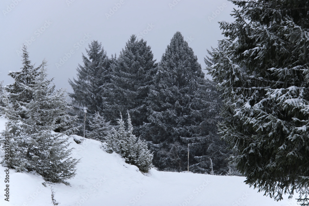 view of three frirs covered with hoarfrost and snow view of three frirs covered with hoarfrost and snow