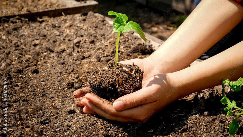 Closeup of female hands holding and lifting small gren sprout growing in fertile soil. Concept of growth, environment protection and organic planting on farms Closeup of female hands holding and lifting small gren sprout growing in fertile soil. Concept of growth, environment protection and organic planting on farms