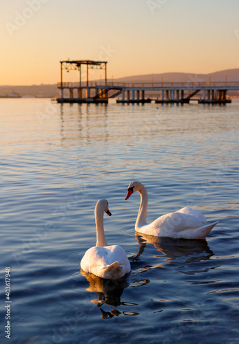 Fototapeta Naklejka Na Ścianę i Meble -  Couple of white swans swim in the sea at sunset